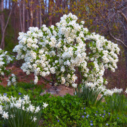 Екзохорда Magical Snowdrop