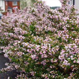 Ескалонія Apple Blossom