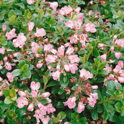 Ескалонія Apple Blossom