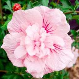 Гібіскус Pink Chiffon