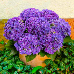 Гортензия Curly Sparkle Blue Purple контейнер 0.5 л