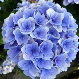 Гортензия Florentina Blue контейнер 0.5 л