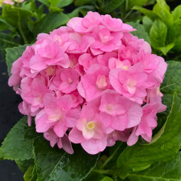 Гортензия Florentina Pink контейнер 0.5 л