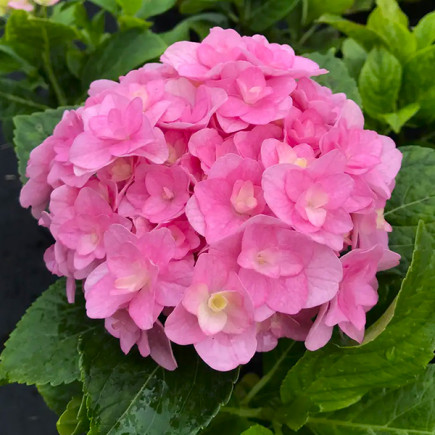 Гортензия Florentina Pink контейнер 0.5 л