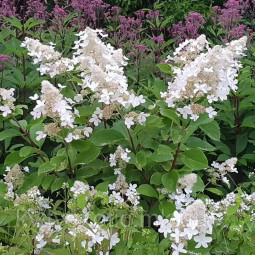 Гортензия Goliath контейнер 2 л