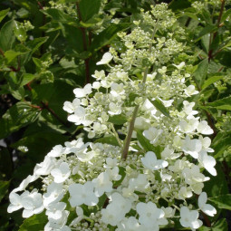 Гортензия Goliath контейнер 2 л