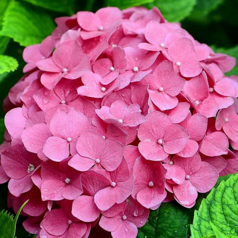 Гортензія Bouquet Rose