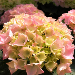 Гортензия Pink Sensation