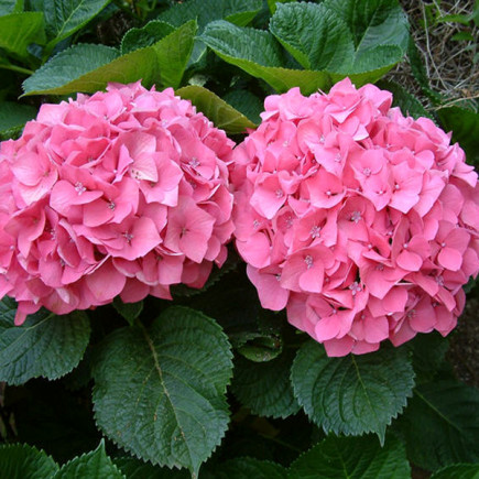 Гортензія Pretty Pink