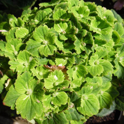Гортензія Rembrandt Vibrant Verde