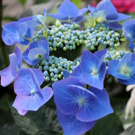 Гортензия Teller Blue
