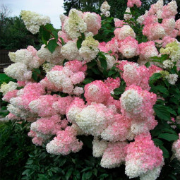 Гортензия Vanille Fraise (контейнер 1 л)