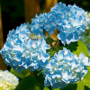 Гортензия Mini Penny Blue