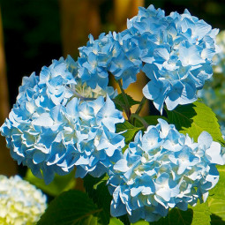 Гортензия Mini Penny Blue