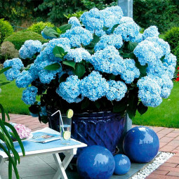 Гортензия Mini Penny Blue