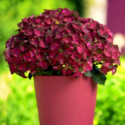 Гортензія Magical Ruby Tuesday
