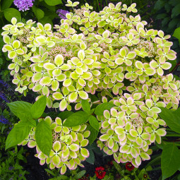 Гортензія Pastel Green контейнер 2.0 л