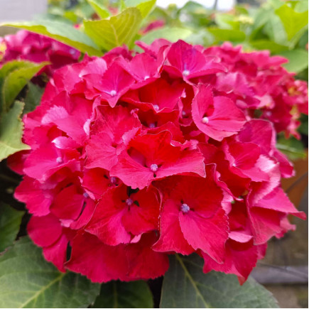 Гортензия Royal Red контейнер 2.0 л