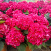 Гортензия Royal Red контейнер 2.0 л