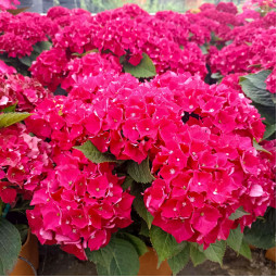 Гортензия Royal Red контейнер 2.0 л
