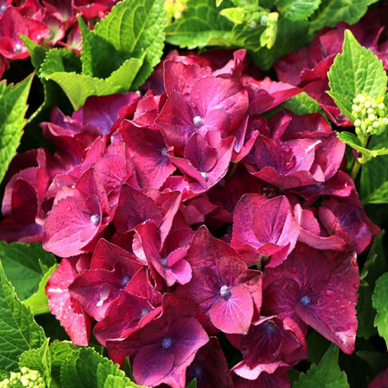 Гортензия Royal Red Purple контейнер 0.5 л