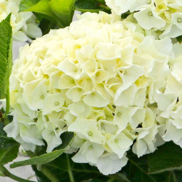 Гортензія Saxon Bright White контейнер 2.0 л