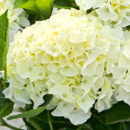 Гортензія Saxon Bright White контейнер 2.0 л