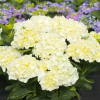 Гортензія Saxon Bright White контейнер 2.0 л