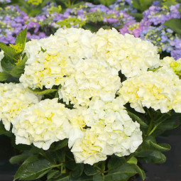 Гортензія Saxon Bright White контейнер 2.0 л