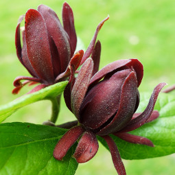 Калікант квітучий (Calycanthus floridus)