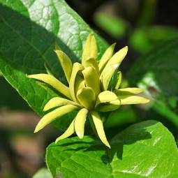 Калікант квітучий Афіни (Calycanthus floridus Athans)