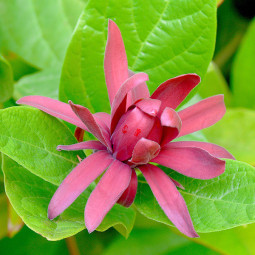 Калікант західний (Calycanthus occidentalis)