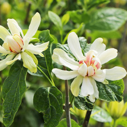 Калікант Venus (Calycanthus Venus)