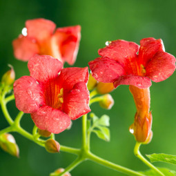 Кампсис гібридний Summer Jazz Tangerine Trumpet Vine