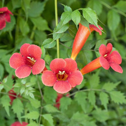 Кампсис гібридний Summer Jazz Fire Trumpet Vine