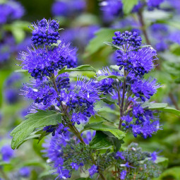 Каріоптеріс Kew Blue