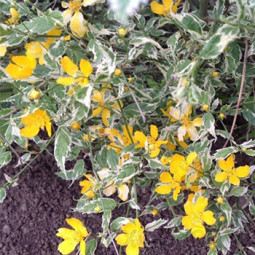 Керрия японская Variegata