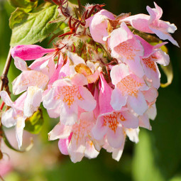 Кольквіція чарівна (Kolkwitzia Amabilis)