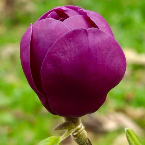 Магнолия Black Tulip