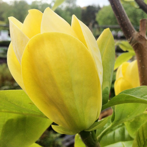 Магнолія Yellow Bird