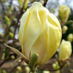 Магнолія Суланжа Yellow Lantern