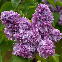 Сирень Профессор Хозер