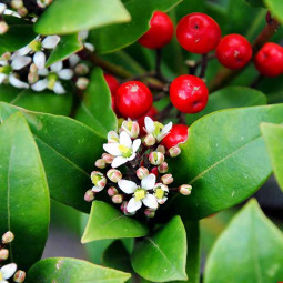 Скіммія Рівза (Skimmia reevesiana)