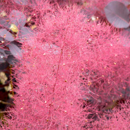 Скумпія Foliis Purpureis