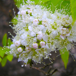 Спірея japonica Albiflora