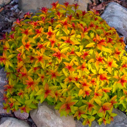 Спірея japonica Golden Carpet