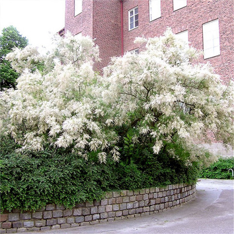 Тамарикс ветвистый (Tamarix ramosissima) Hulsdonk White