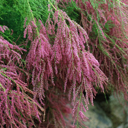 Тамарикс галузистий (Tamarix ramosissima) Pink Cascade