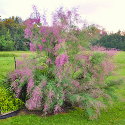 Тамарикс витончений (Tamarix gracilis)