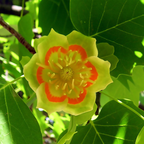 Тюльпановое дерево Лириодендрон американский